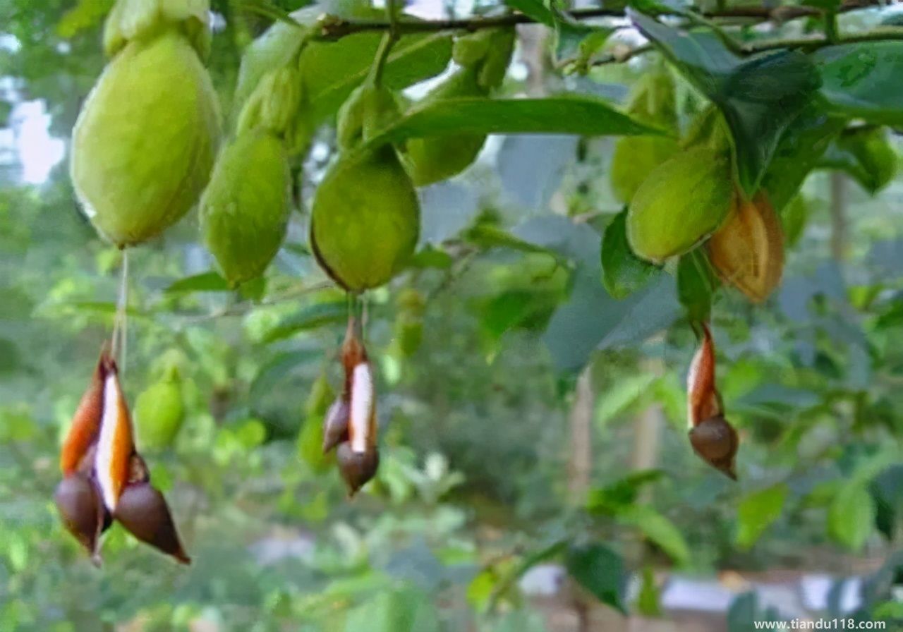 香港十大特產(chǎn)你吃過嗎？大灣網(wǎng)帶你來看看有哪些