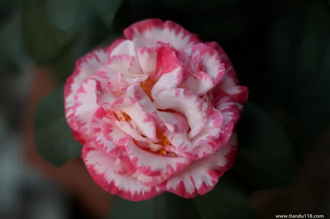 香港十大特產(chǎn)你吃過嗎？大灣網(wǎng)帶你來看看有哪些