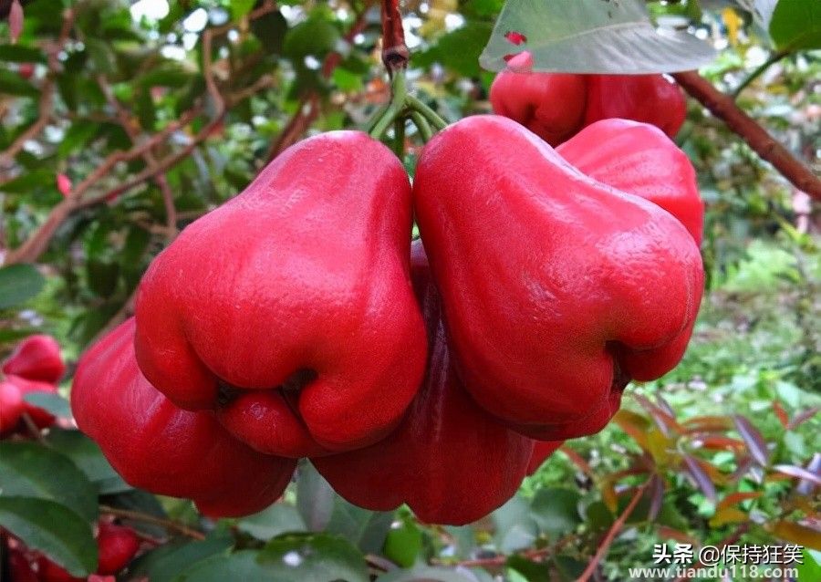 臺灣有哪些特產(臺灣特產排行榜前十名)(圖7) 臺灣十大特產排行榜 臺灣特產什么最出名 來臺旅游值得帶的伴手禮