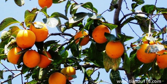 湖南邵陽這四種特產(chǎn)，遠(yuǎn)近聞名，看看你吃過哪幾種？