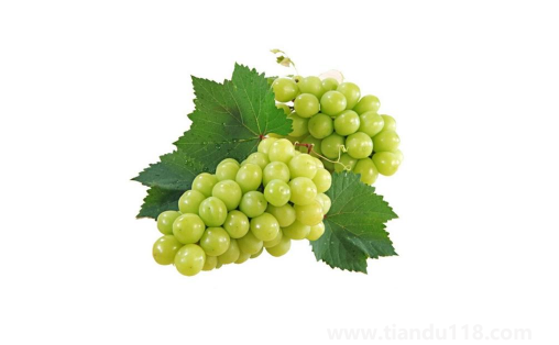 陽(yáng)光玫瑰葡萄是熱性還是涼性3