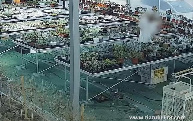 上海寶山一盆市價10萬多肉被偷（警方：已采取刑事措施）(圖2)