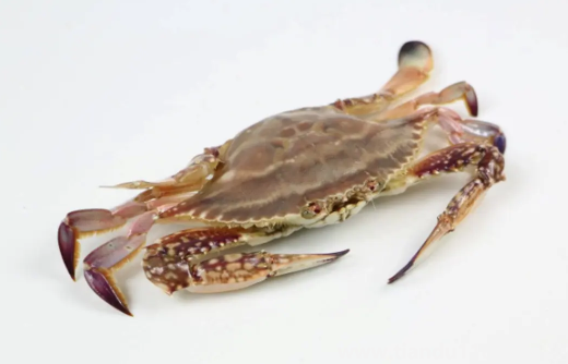 梭子蟹買回來(lái)沒(méi)多久就死了可以吃嗎3