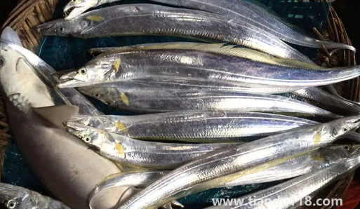 刀魚長(zhǎng)什么樣子圖片1