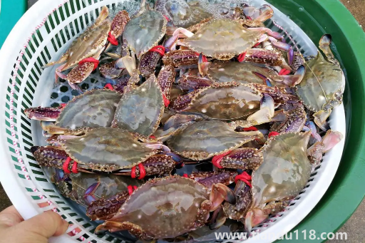 剛死的梭子蟹怎么保存才新鮮2