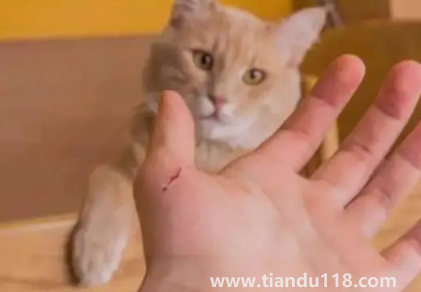 被貓抓了一下輕微破皮要打針嗎2