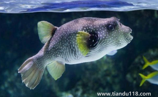 河豚哪里有毒最多最強(qiáng)2