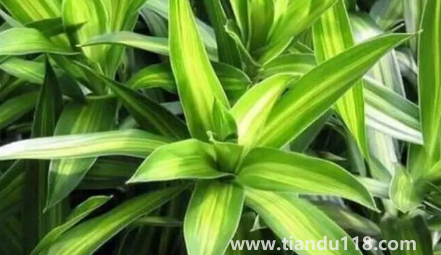 新房適合養(yǎng)什么綠植旺宅（新房哪里適合擺綠植）