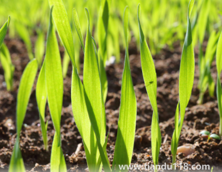 小麥?zhǔn)撬抵胺N還是之后(霜降種麥的相關(guān)說法有哪些)(圖1) 小麥?zhǔn)撬抵胺N還是之后1