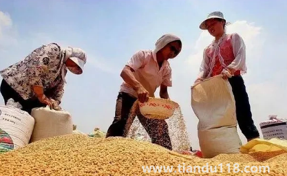 小麥?zhǔn)撬抵胺N還是之后(霜降種麥的相關(guān)說法有哪些)(圖2) 小麥?zhǔn)撬抵胺N還是之后2