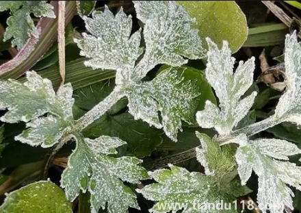 2022年霜凍會早來還是晚來3