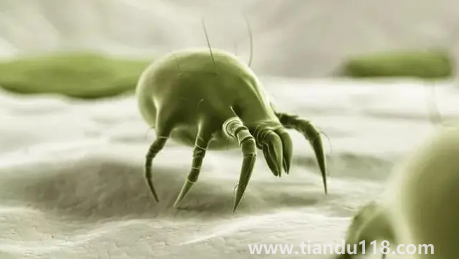 吹風(fēng)機(jī)能殺死螨蟲嗎(為什么要用吹風(fēng)機(jī)殺螨)(圖3) 吹風(fēng)機(jī)能殺死螨蟲嗎3