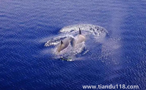 大白鯊真的打不過虎鯨嗎3