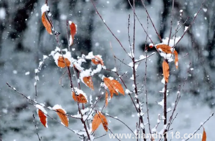 2022小雪節(jié)氣是初冬嗎3