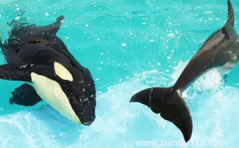 虎鯨現在全世界還剩幾只2