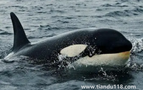 虎鯨現在全世界還剩幾只3