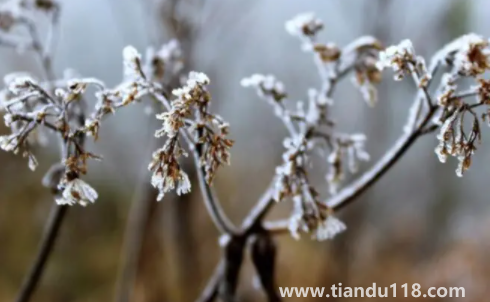 今年三九是最冷的時候嗎20231