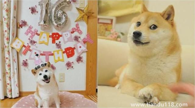 Doge表情包原型柴犬患白血病和肝?。ㄔ摬袢蔷W(wǎng)絡流行表情包“Doge”的原型）